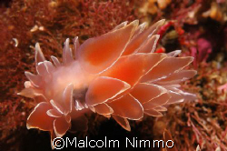 Nudi  - Vancouver Island - D70s - 60mm macro by Malcolm Nimmo 